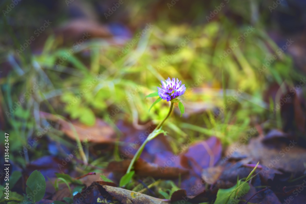 Obraz premium Clover lonely flower
