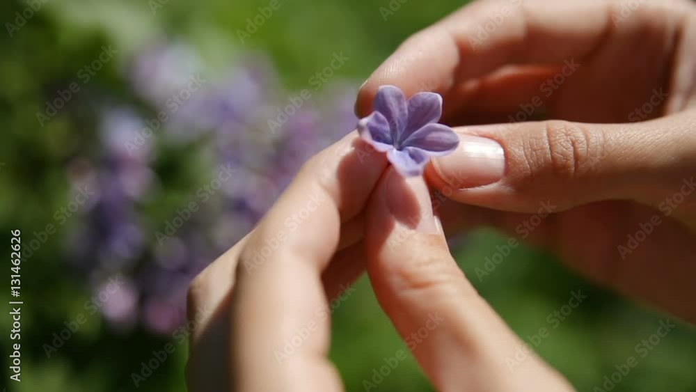 Woman found lucky flower in Lilac bush. Natural spring background with blossoming flowers. Woman found lucky flower in Lilac bush. Natural spring background with blossoming flowers.