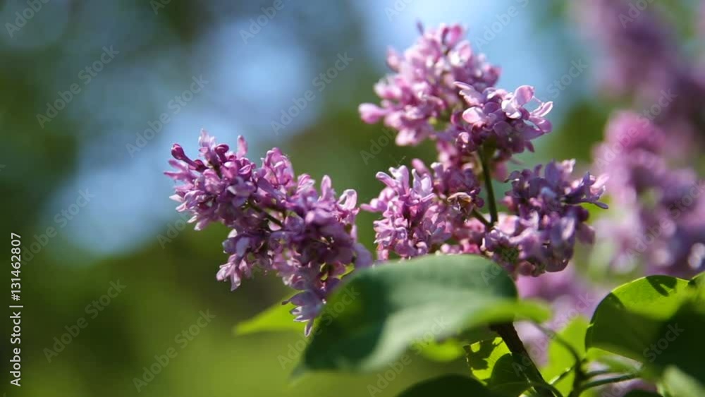 Lilac bush. Natural spring background with blossoming flowers. Lilac bush. Natural spring background with blossoming flowers.