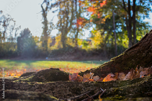 Autumn Scene With Closeup of Leaves In the Roots of a Tree