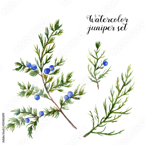 Watercolor juniper set. Hand painted evergreen branch with berries on white background. Botanical illustration for design or print.