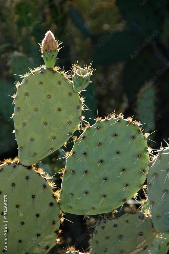 Prickly Pear Cactus, with faded flowers Prickly Pear Cactus, with faded flowers