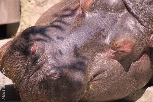hippopotamus