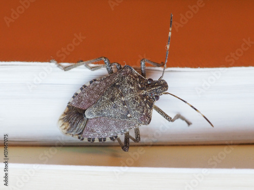 brown marmorated stink bug insect animal indoor