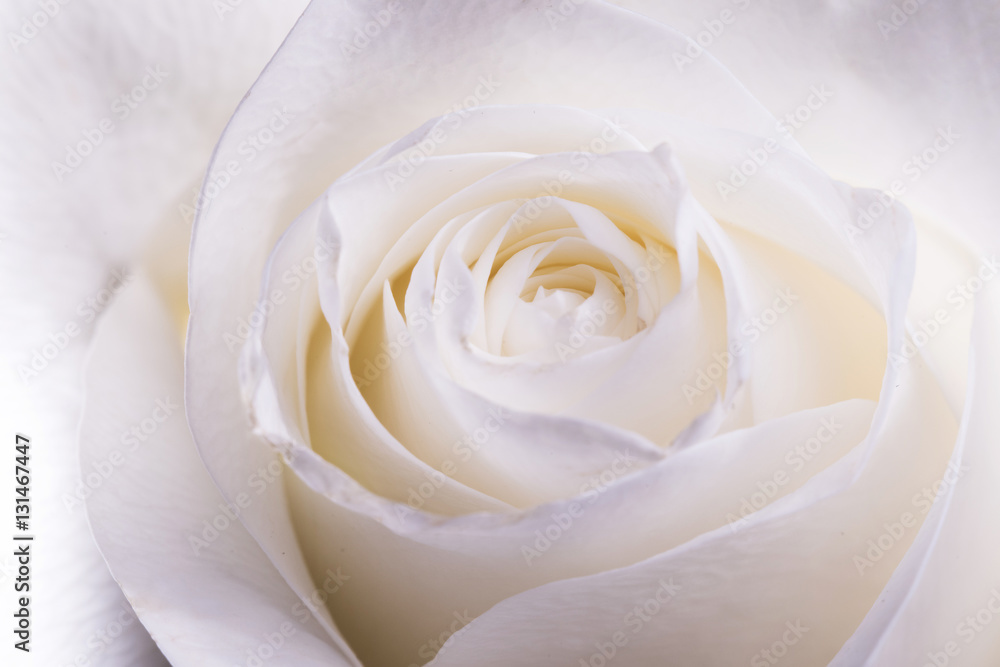 Blooming white rose close up. Natural flower background Blooming white rose close up. Natural flower background