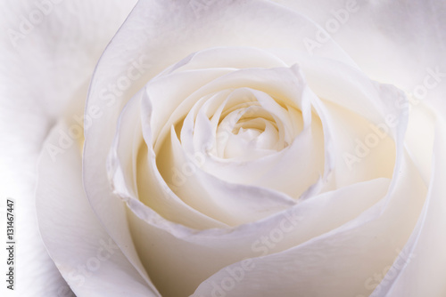 Blooming white rose close up. Natural flower background