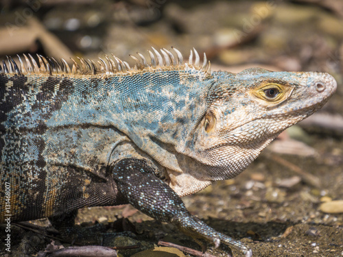 Costa Rica_iguana_3