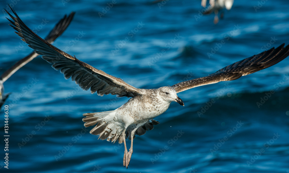 Flying Juvenile Kelp gull (Larus dominicanus), also known as the Dominican gull and Black Backed Kelp Gull. Natural blue water background of ocean . False Bay, South Africa Flying Juvenile Kelp gull (Larus dominicanus), also known as the Dominican gull and Black Backed Kelp Gull. Natural blue water background of ocean . False Bay, South Africa