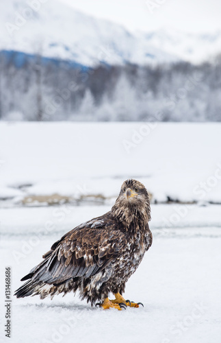 The Bald eagle   Haliaeetus leucocephalus   sits on snow. Alaska