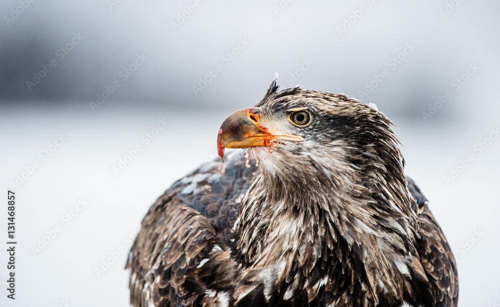 Obraz premium Close up portrait of juvenile Bald eagle ( Haliaeetus leucocephalus ). Alaska