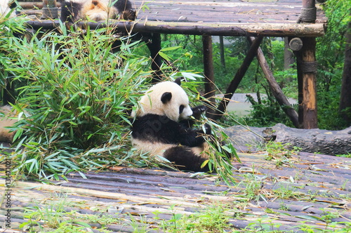 成都パンダ繁育研究基地 photo