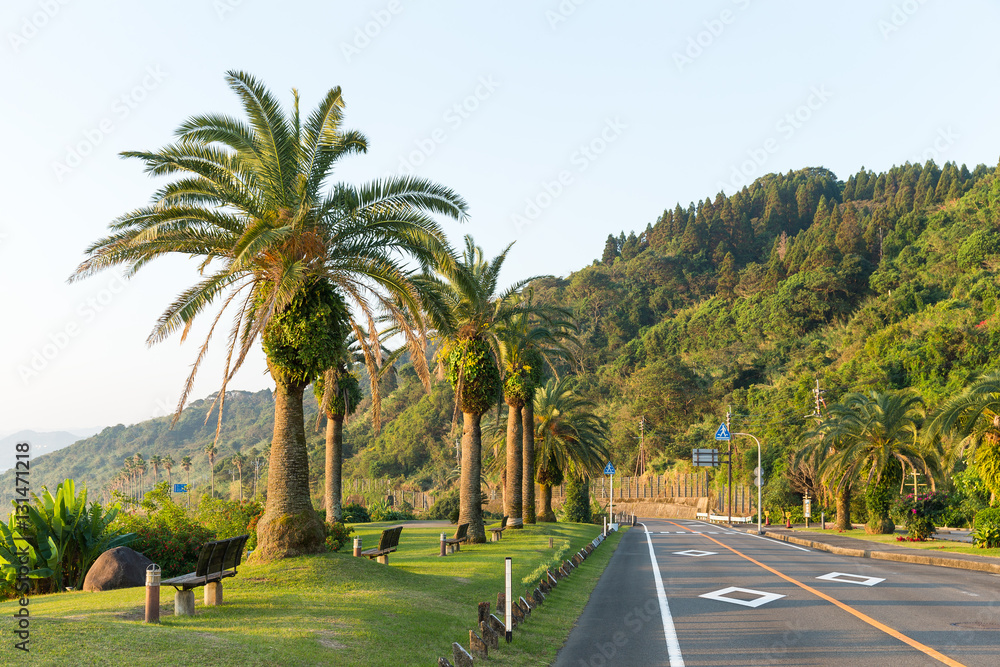 Fototapeta premium Road with palm tree