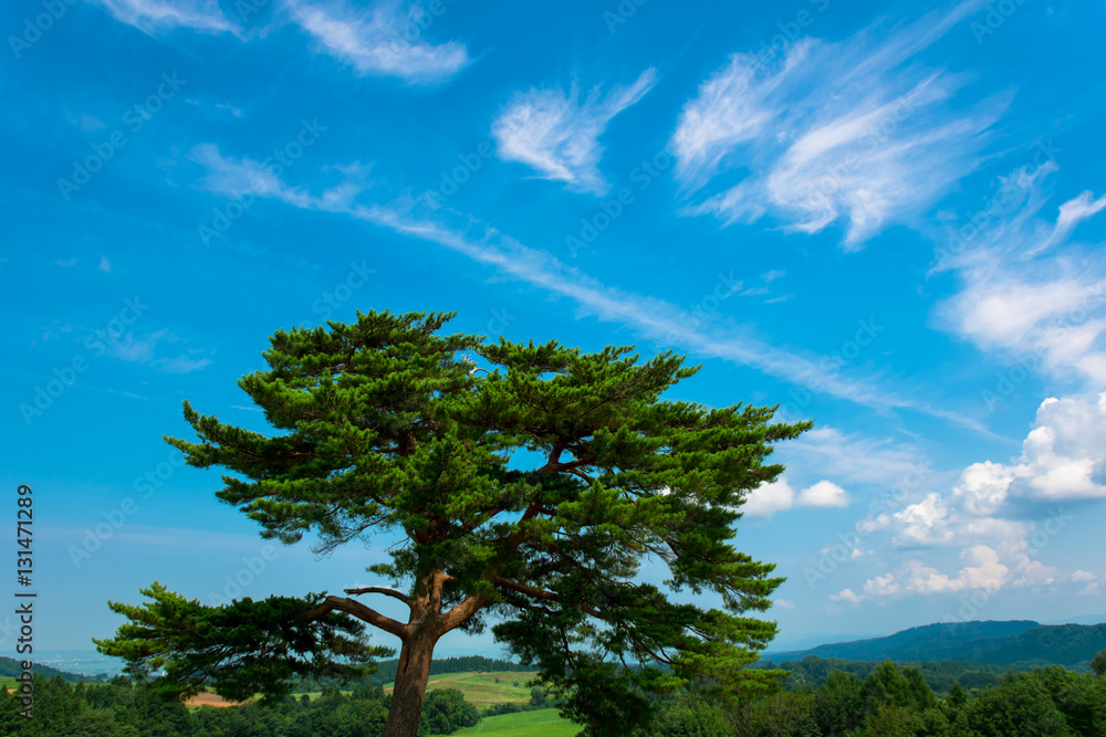 Obraz premium 松と青空