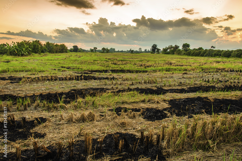 Fototapeta premium countryside at evening landscape