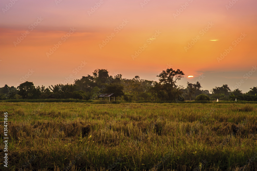 Stubble of rice after harvest in rural at sunset