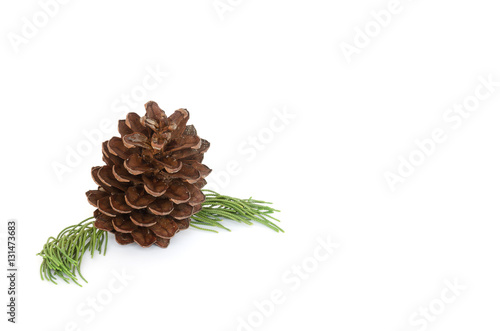 Closeup photo pine cone and branch isolated on white