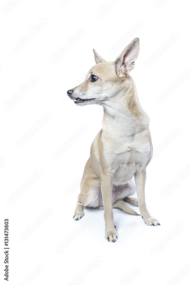 isolated bright portrait of a dog 