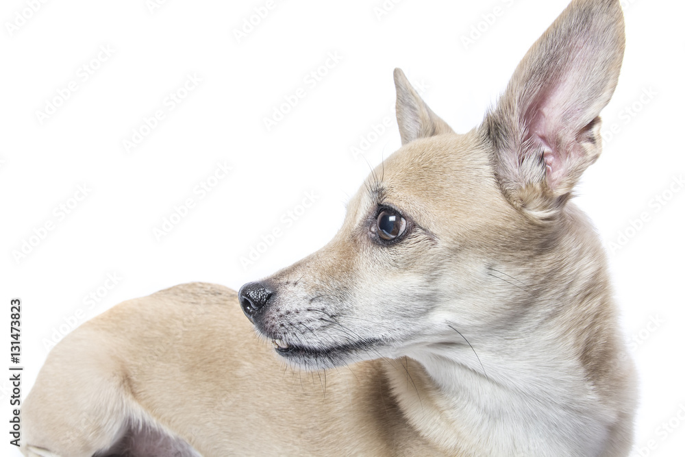 isolated bright portrait of a dog 
