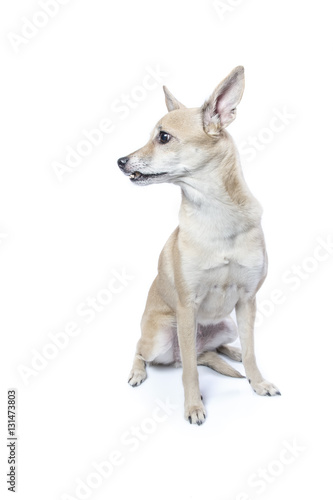 isolated bright portrait of a dog  © shymar27
