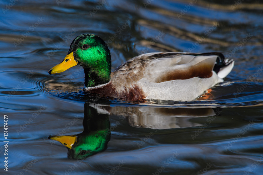 Fototapeta premium Mallard Duck Drake Reflection in Pond
