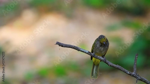 Stripe-throated Bulbul Bird, standing on a branch in nature of thailand photo