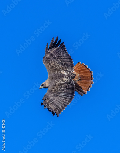 Redtail hawk flying overhead wings spread