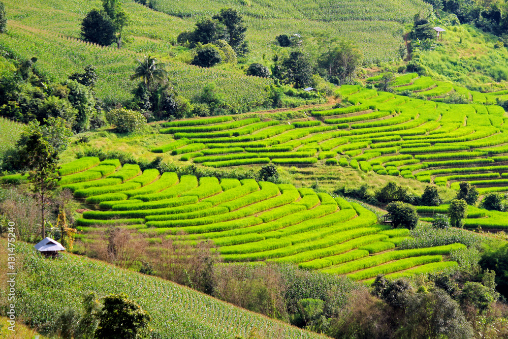 A lot of farmer hut staying on the Rice terraces. Nature landscape at Ban Pa Pong Pieng, Chiang Mai, Thailand A lot of farmer hut staying on the Rice terraces. Nature landscape at Ban Pa Pong Pieng, Chiang Mai, Thailand