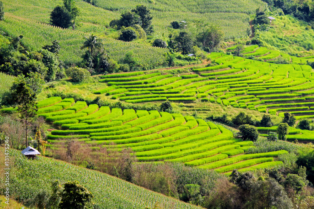 A lot of  farmer hut staying on the Rice terraces. Nature landscape at Ban Pa Pong Pieng, Chiang Mai, Thailand