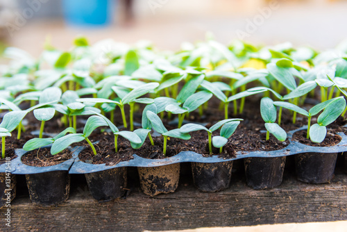 young seedlings of cucumbers in tray
