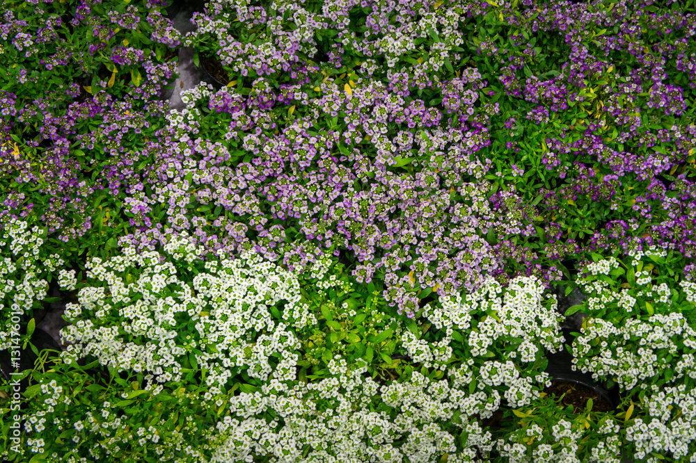 Colorful Flower background Colorful Flower background