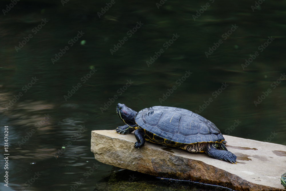 Obraz premium Turtle at University of Texas Austin