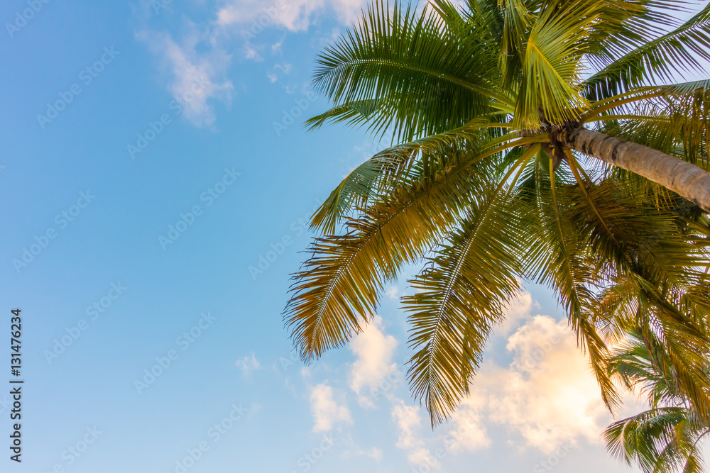 Coconut tree over blue sky . Coconut tree over blue sky .