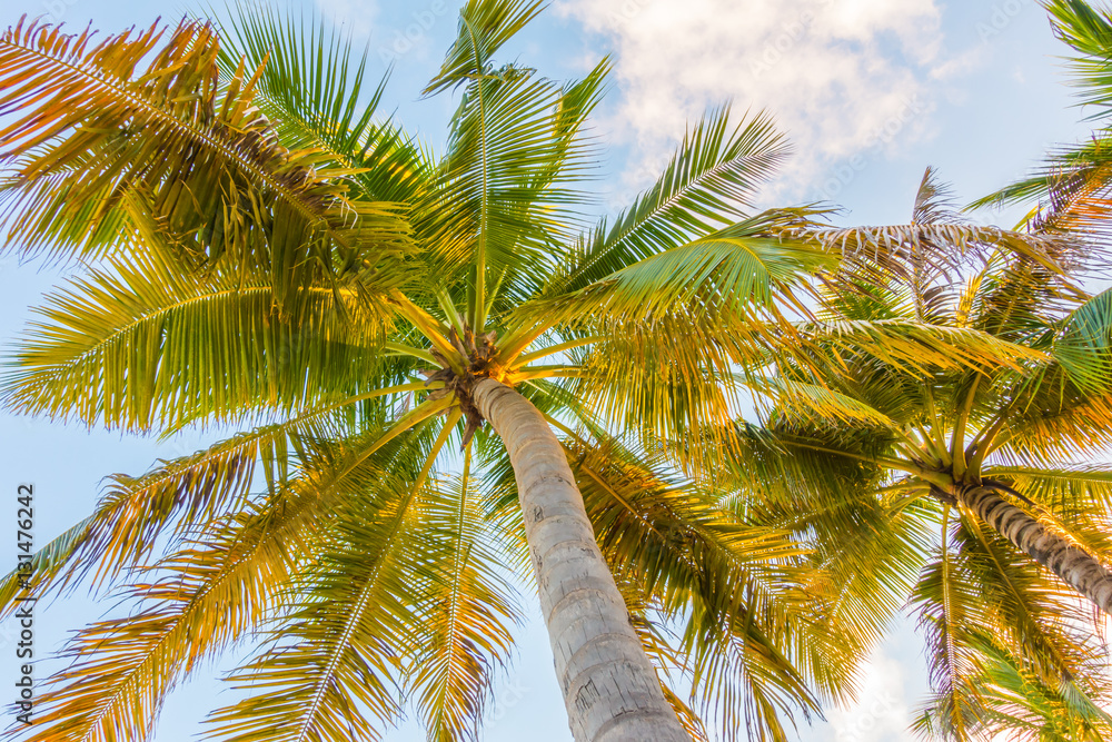 Coconut tree over blue sky .