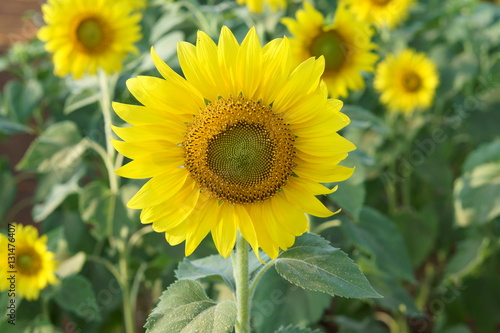 Fototapeta Naklejka Na Ścianę i Meble -  Sunflower in the garden