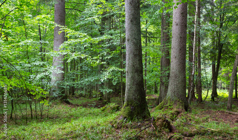 Fototapeta premium Three old spruces natural late summer