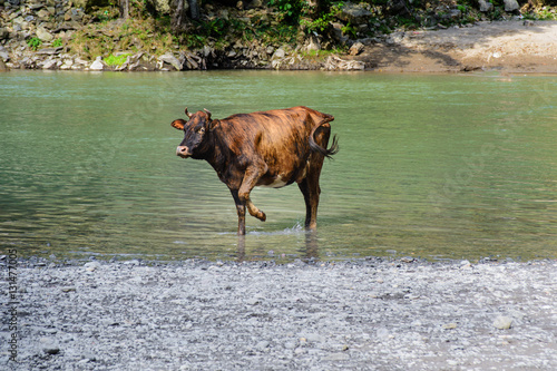 the cow on the river