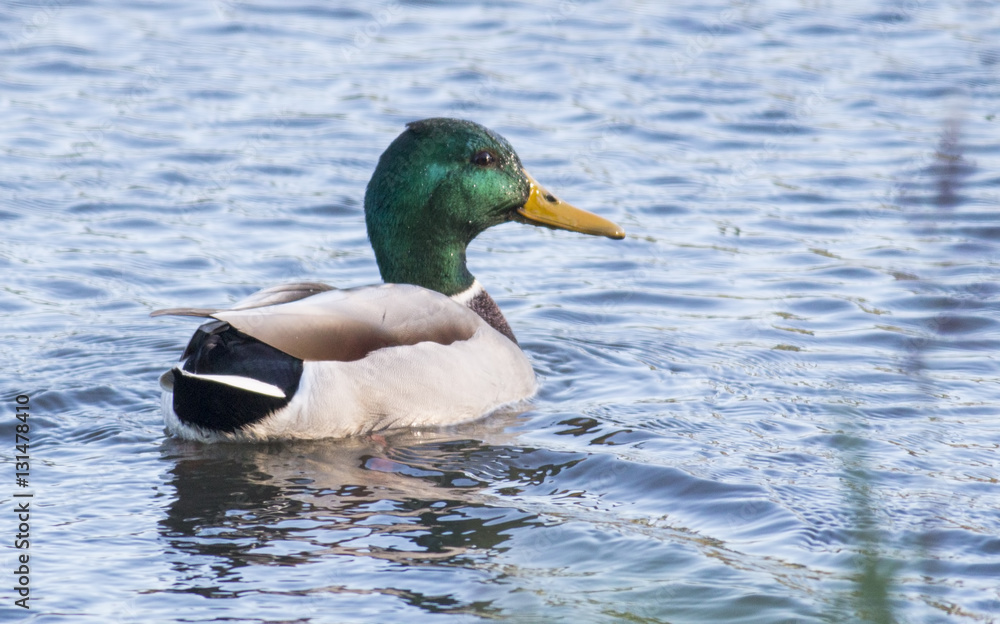 Mallard Mallard