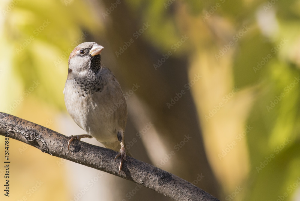 Naklejka premium House sparrow