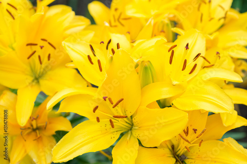 Flowers yellow lilies