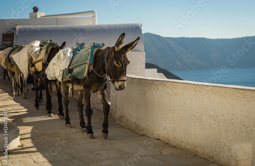 Traditional Greek donkeys in Oia on Santorini island in Greece