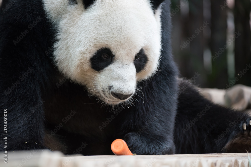 Fototapeta premium Panda
