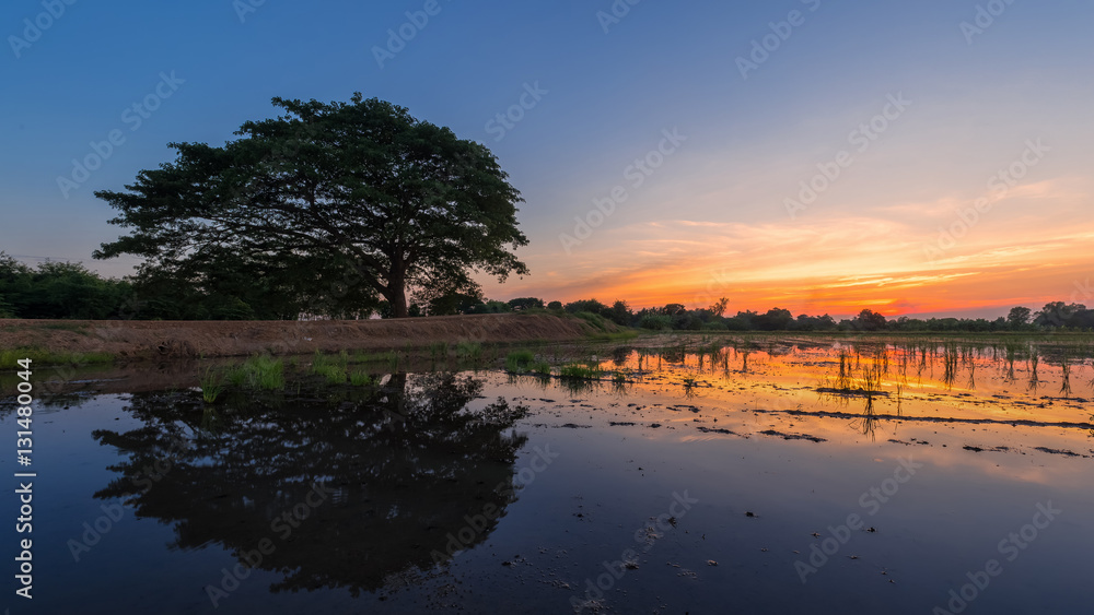 Obraz premium Image of tree water reflections with a beautiful cloudy blue sky