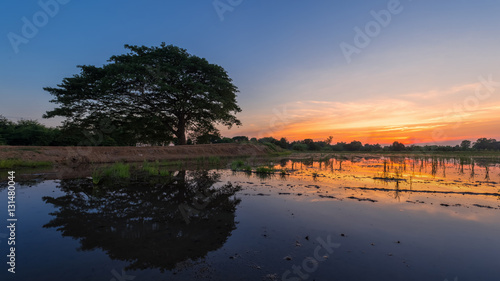 Image of tree water reflections with a beautiful cloudy blue sky
