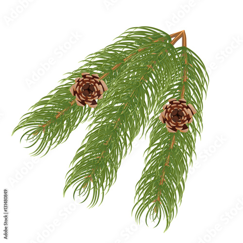 Pine branch with cones