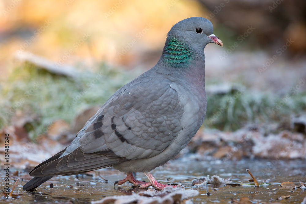 Obraz premium Stock Dove on the ice (Netherlands)