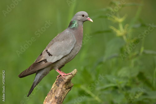 Stock Dove © Wim