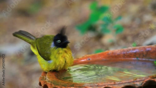 Beautiful bird Black-crested Bulbul , Pycnonotus melanicterus  playing water in summer on hot days photo