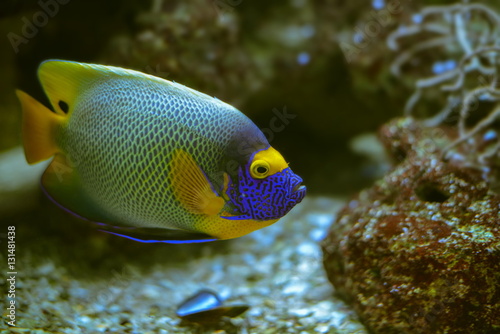 Tropische Fische © nounours1