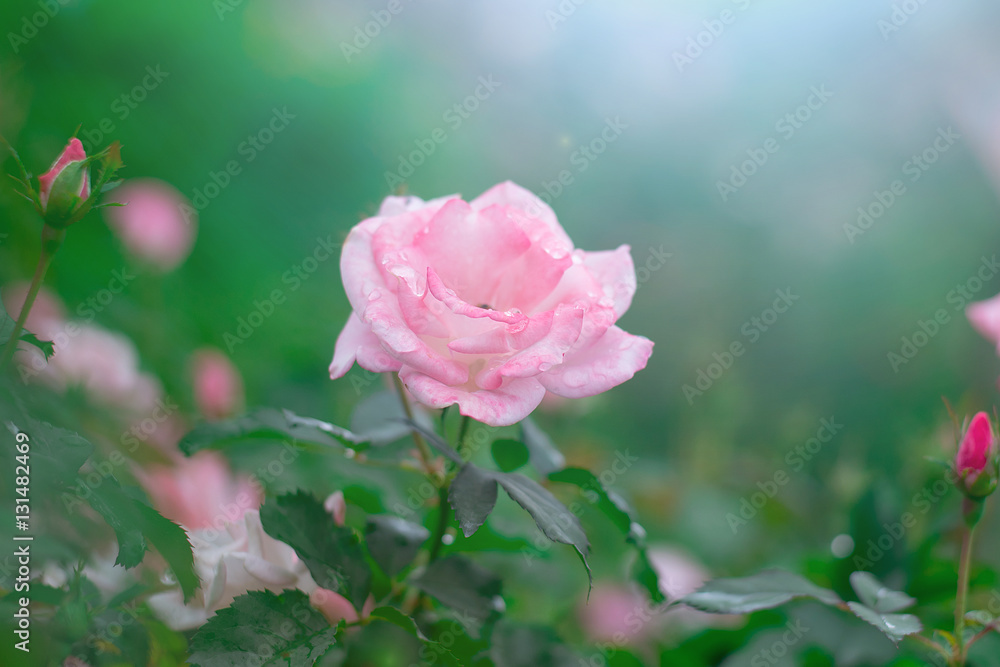 Vibrant Multicolor Rose Flower Beauty