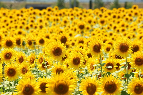 Fototapeta Naklejka Na Ścianę i Meble -  ひまわり畑